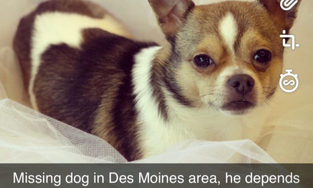 LOST: ‘Benny’ the dog was last seen near Highline College