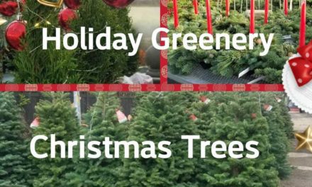 Christmas Trees selling fast at Zenith Holland Nursery, a Des Moines Holiday Tradition!
