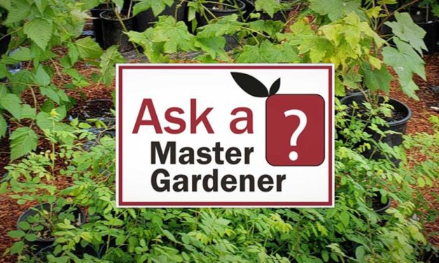 Did you know that you can now ‘Ask a Master Gardener’ via Video or Email?