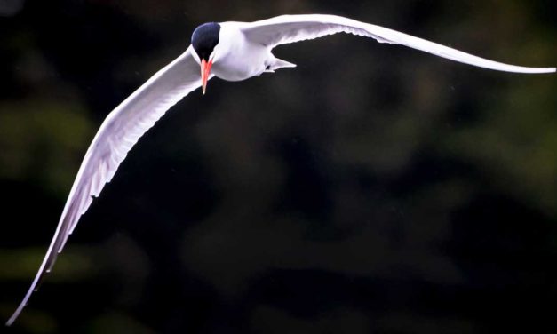 PHOTO FRIDAY: Arctic Terns flock to the sandbar in Des Moines