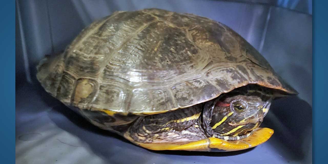 Des Moines Police rescue turtle on Pacific Highway South, name it ‘Speed Bump’; is it yours?