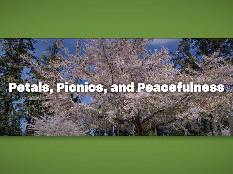 Cherry Blossoms in Bloom: Discovering Hanami in Seattle Southside