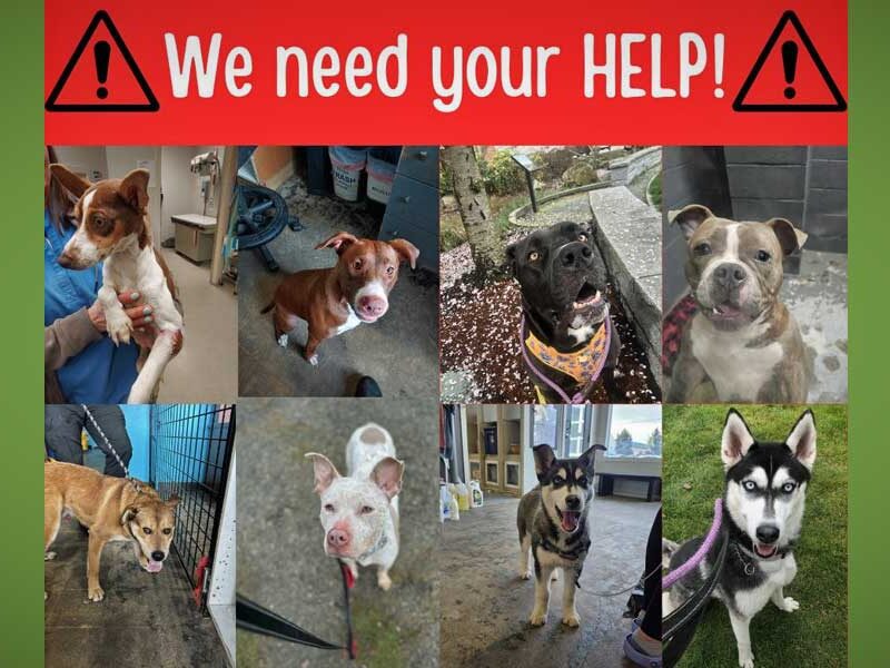 CARES of Burien/Des Moines ‘packed to the brim with dogs’ – can you adopt or foster a dog? 