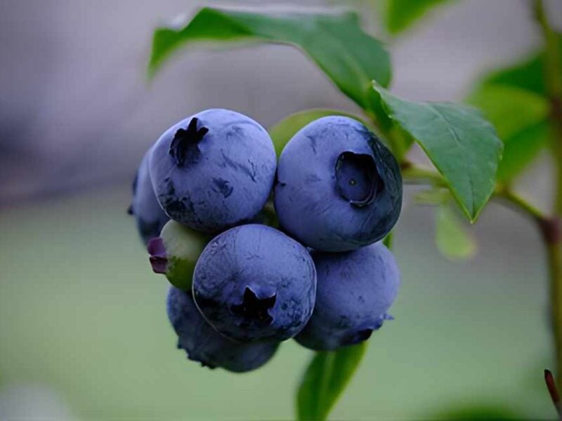 MASTER GARDENERS: The power of blueberries for Washington and you