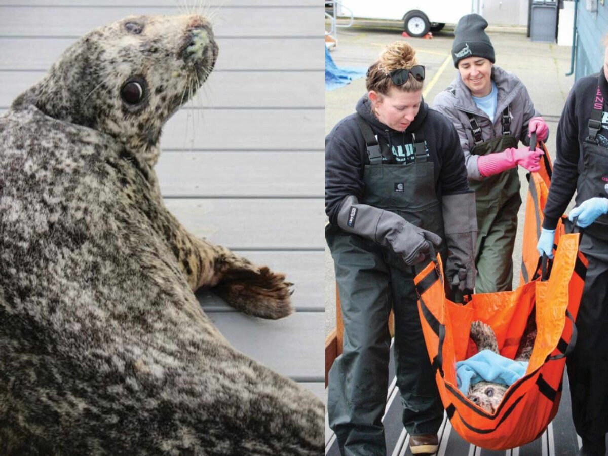 Harbor seal found with gunshot wound being treated at SR3 in Des Moines
